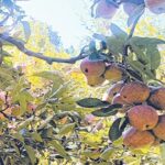 हिमाचल में ताज़ा बर्फबारी: दारचा-शिंकुला और बारालाचा मार्ग हुए बंद