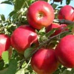 एम्स बिलासपुर ने मेडिकल, सर्जिकल गेस्ट्रो और कार्डियोथोरेसिक मरीजों के लिए शुरू किया विशेष प्रोग्राम